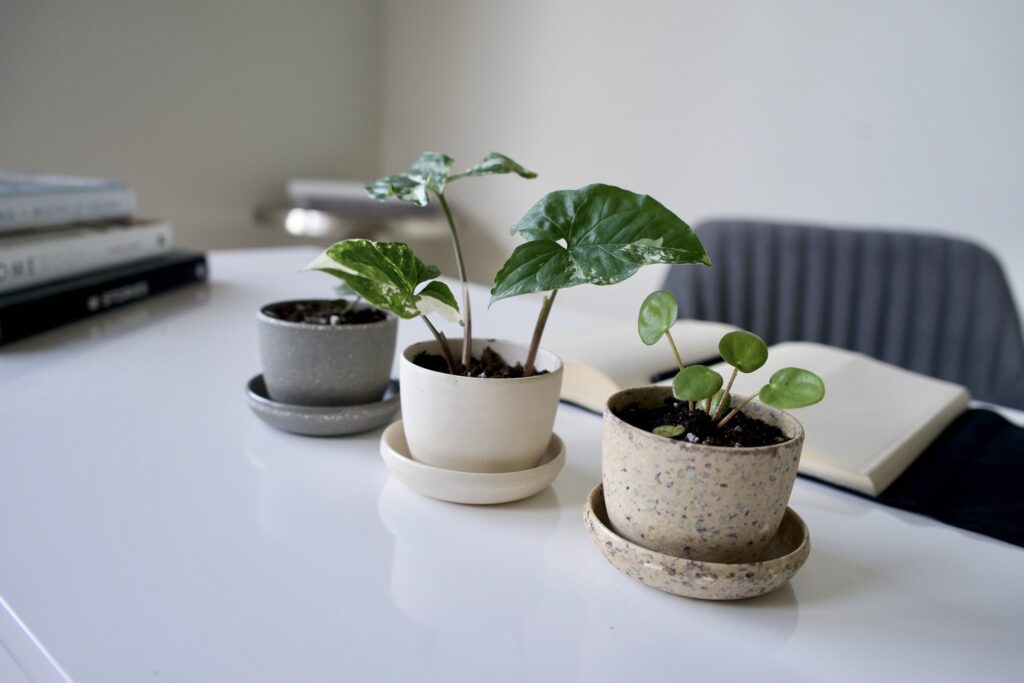 How to Sell Plants Online: A Beginner’s Guide